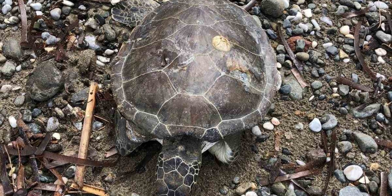 Marmaris sahilinde ölü yavru caretta bulundu