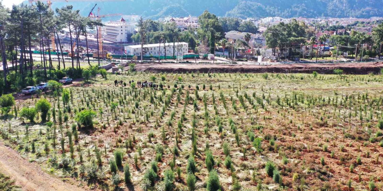 Büyük orman yangınlarının ardından Marmaris küllerinden doğuyor