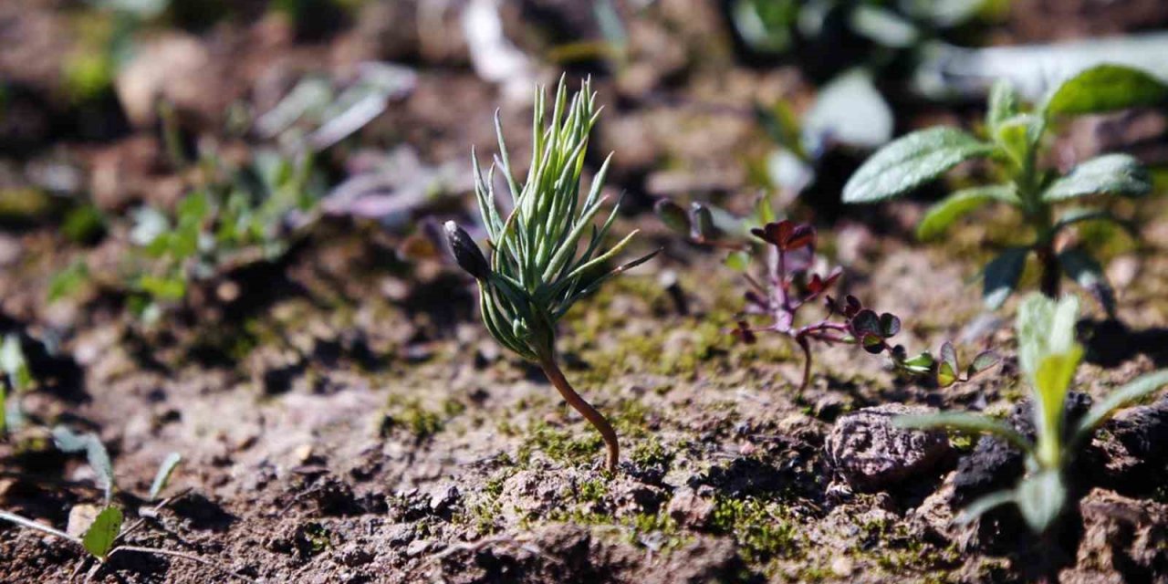 Milas’ta yanan ormanlar küllerinden yeşeriyor