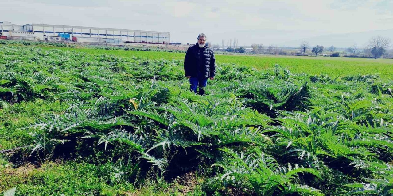 Enginarın sırrını çözmek için araştırma tarlası oluşturdu