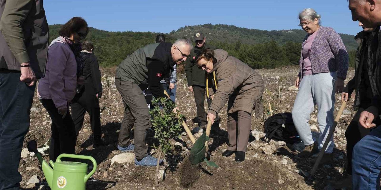 Ege’nin incisi Çeşme’de 10 hektarlık alana sakız ağacı dikildi