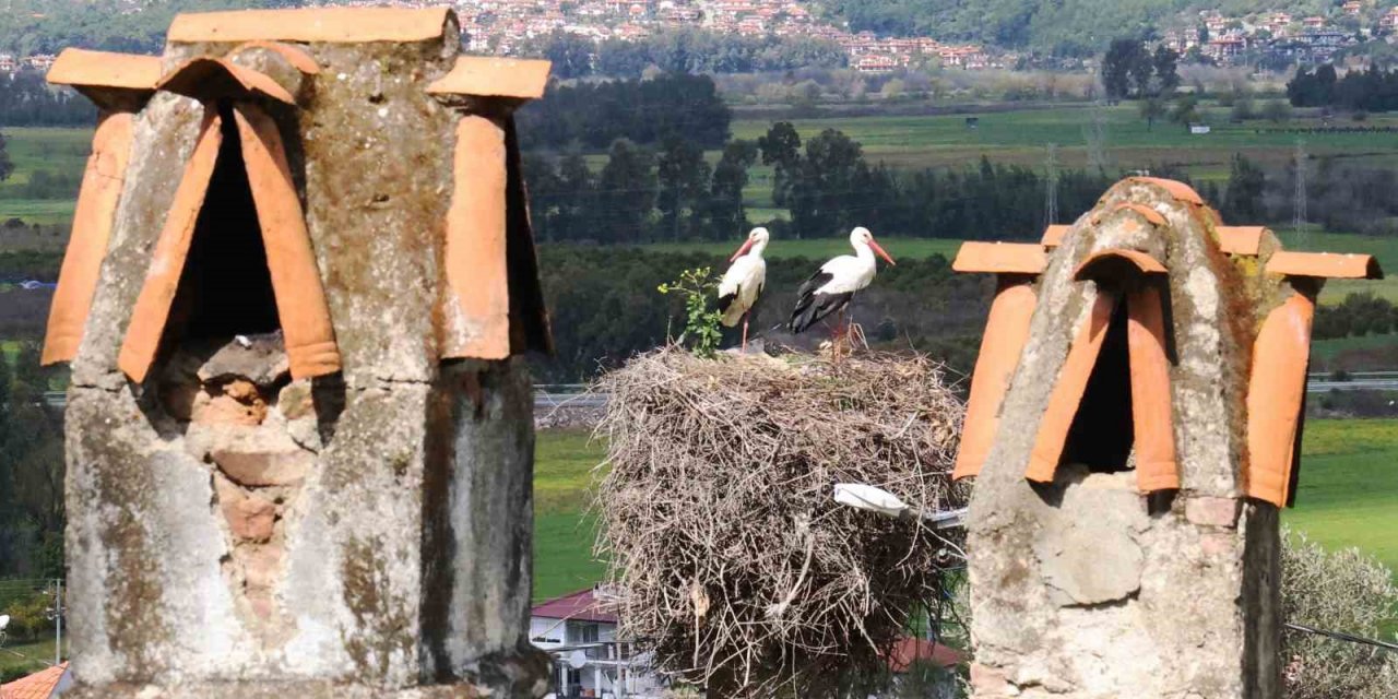 Leylek sayısı arttı, yuva kalmadı