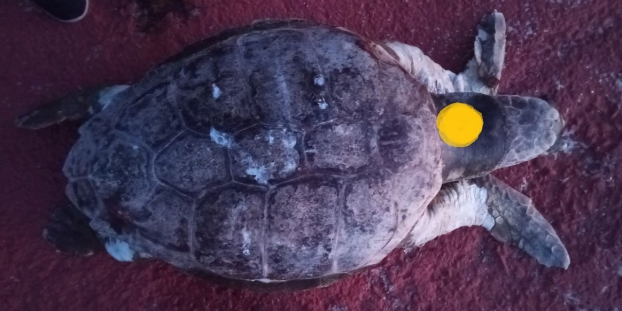 EKODOSD’tan ‘denizlerin asıl sahipleri’ için duyarlılık çağrısı