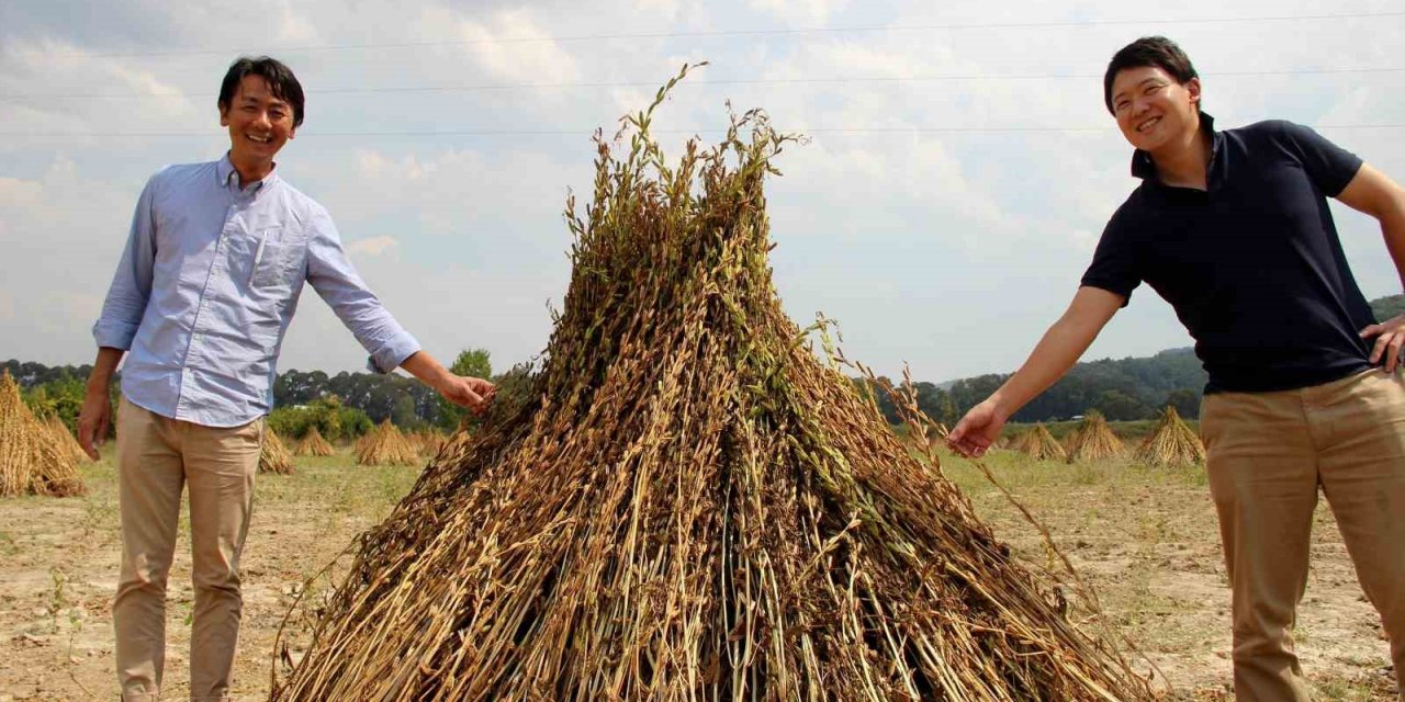 Japonlar Gökova sarı susamına hayran