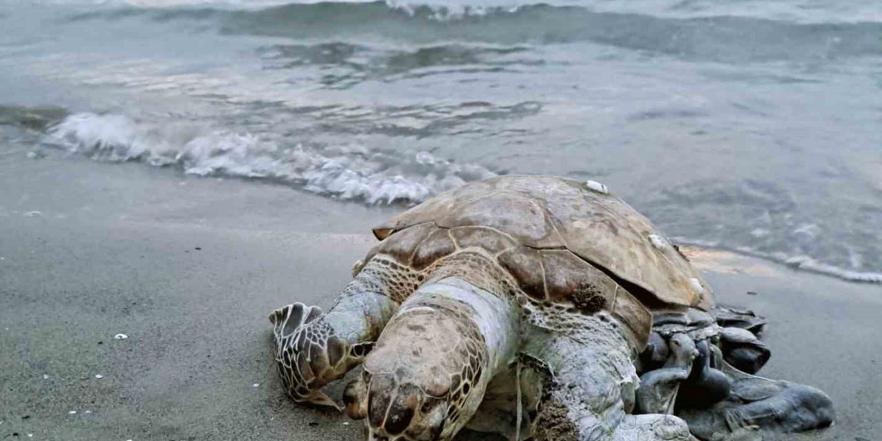 Akyaka sahiline ölü Deniz Kaplumbağası vurdu