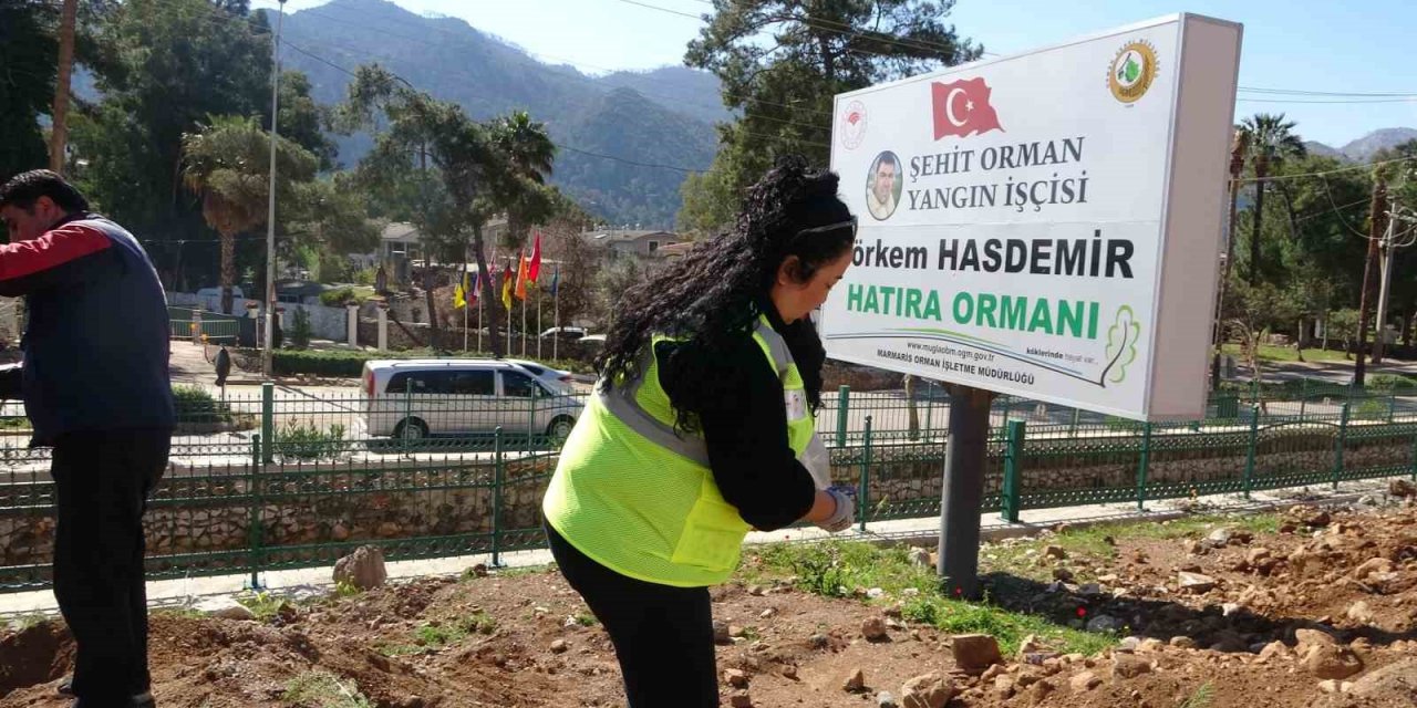 Marmaris’te binlerce fidan toprakla buluştu