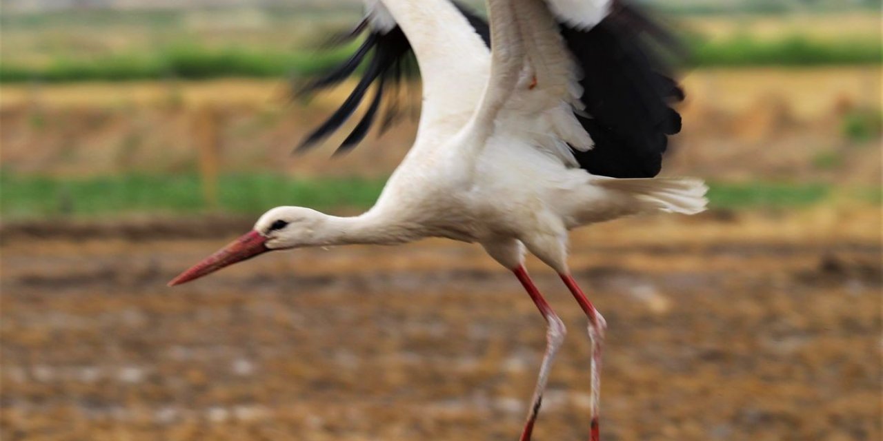 Leylek “Efe” 13 yıldır doğduğu topraklara geliyor