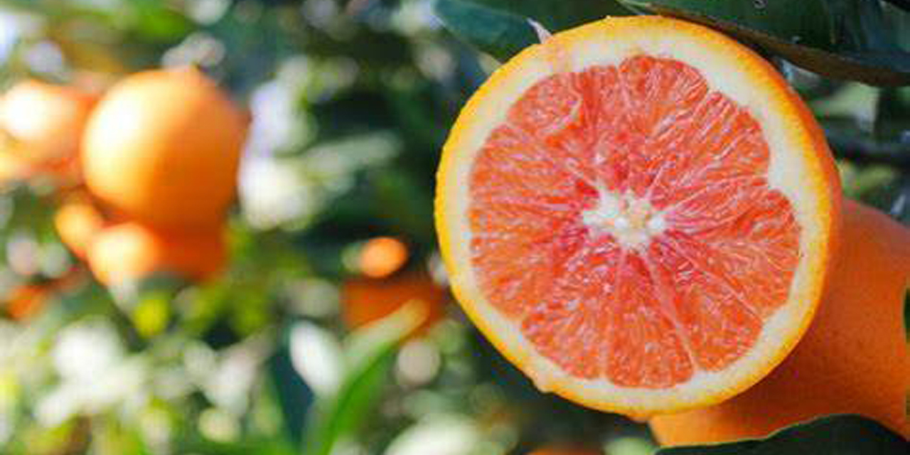 Kırmızı portakalın faydaları saymakla bitmiyor!