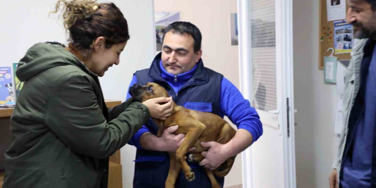 Büyükşehir 3 bin 174 Can dostu sahiplendirdi