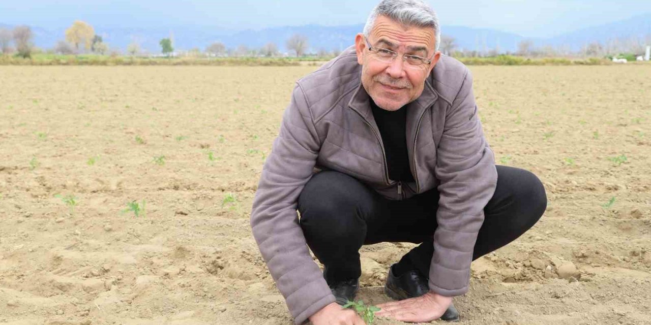 Başkan Güler, tarım işçileriyle domates fidesi dikti