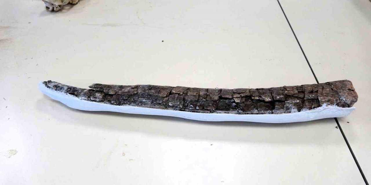 Beyağaç’ta Türkiye tek örnek olan fil dişi fosili bulundu
