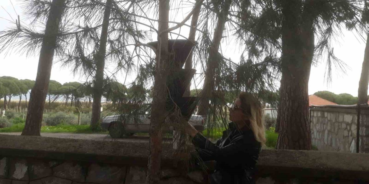 Söke’de kırmızı palmiye böceği tuzakları sayıldı