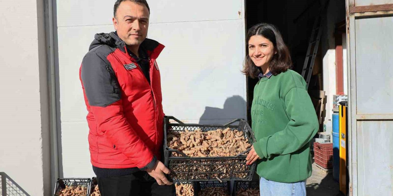 Muğla’da Zerdeçal ve Zencefil üretimine büyük ilgi