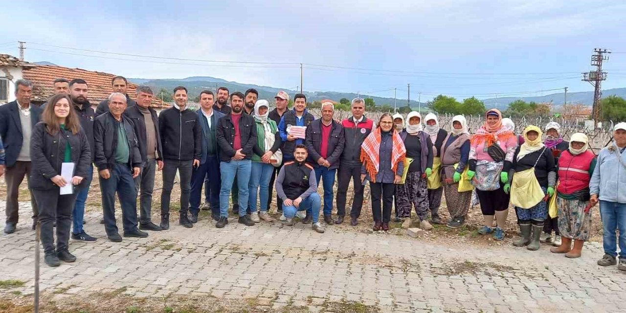 Sağlık ve kazançlı ürün için salkım güvesine karşı mücadele başlatıldı