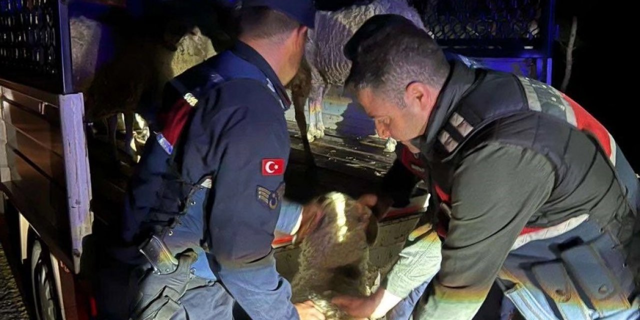 Çalındığı sanılan 15 koyunu jandarma ekipleri buldu