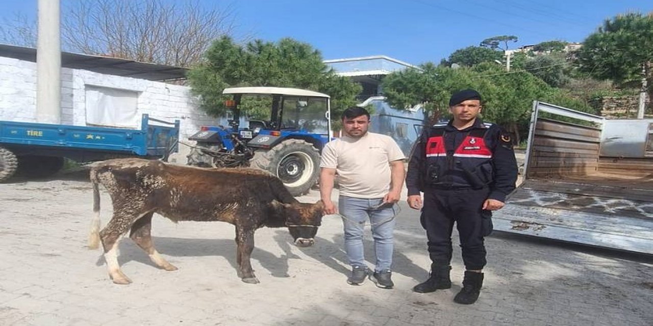 Söke’de hayvan hırsızları yakalandı