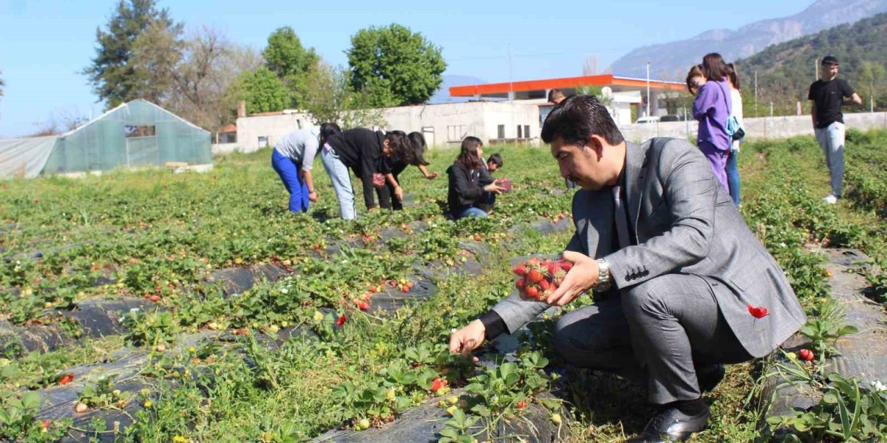 Köyceğiz’de öğrenciler çilek hasadı yaptı