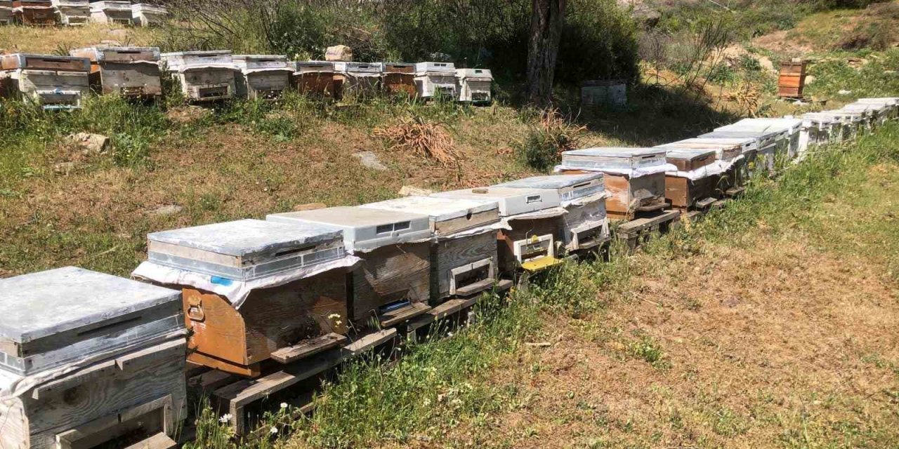 Aydın’da destekleme alacak plakalı arı kovanlarının denetimi devam ediyor