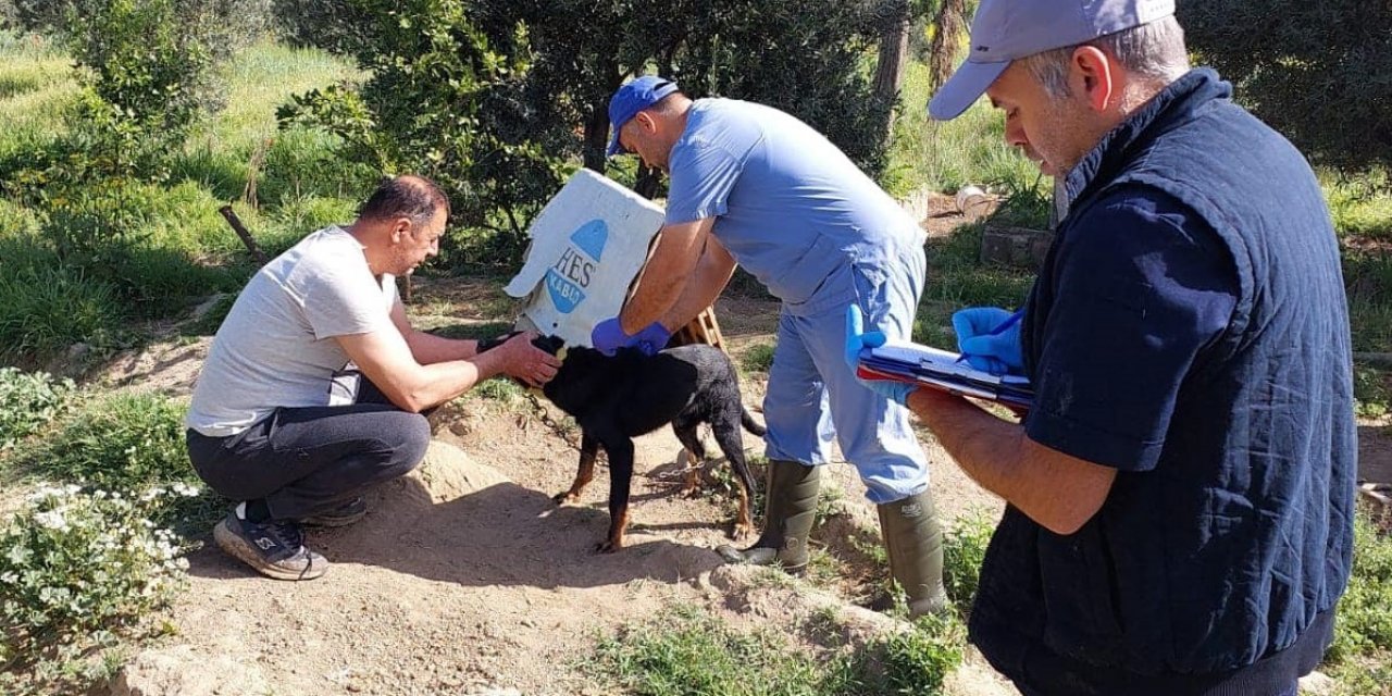 Kuyucak’ta kedi ve köpeklere kuduz aşısı yapıldı