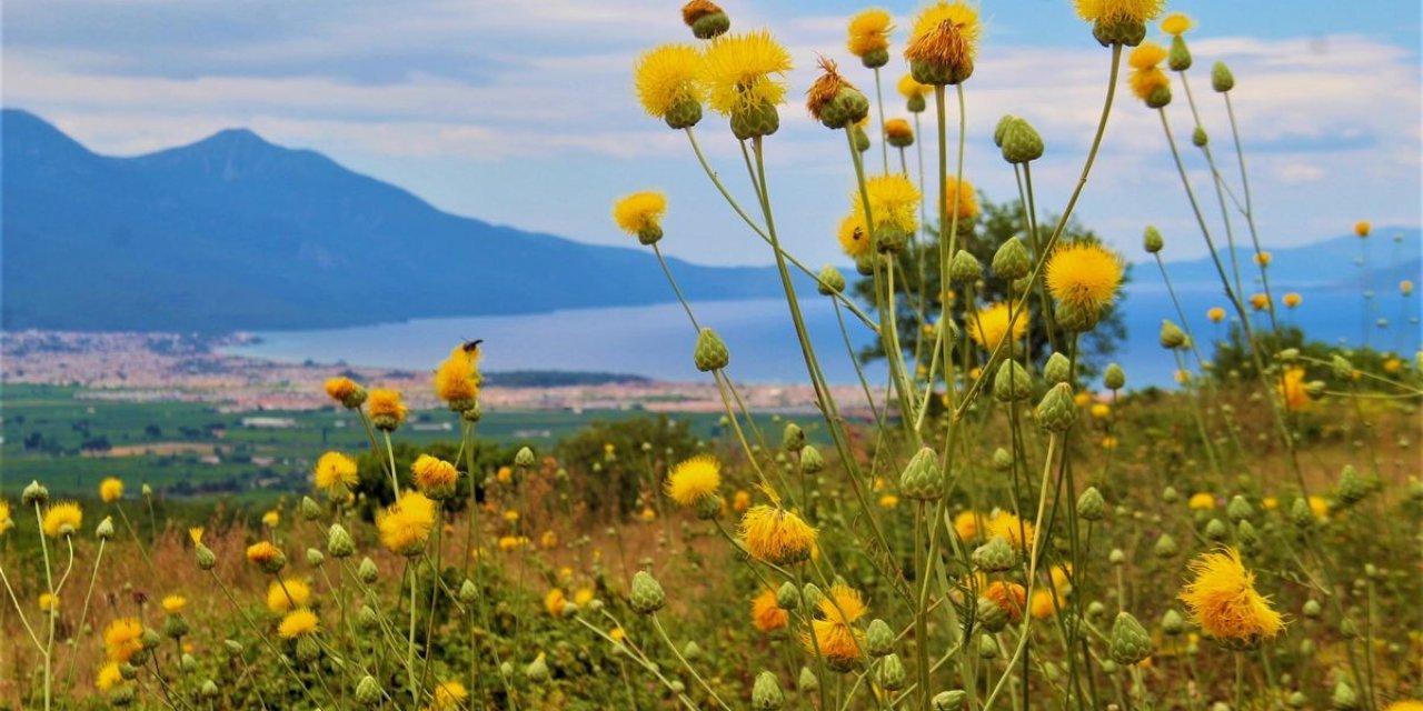 Kuşadası’nda yeni Tülüşah alanı keşfedildi