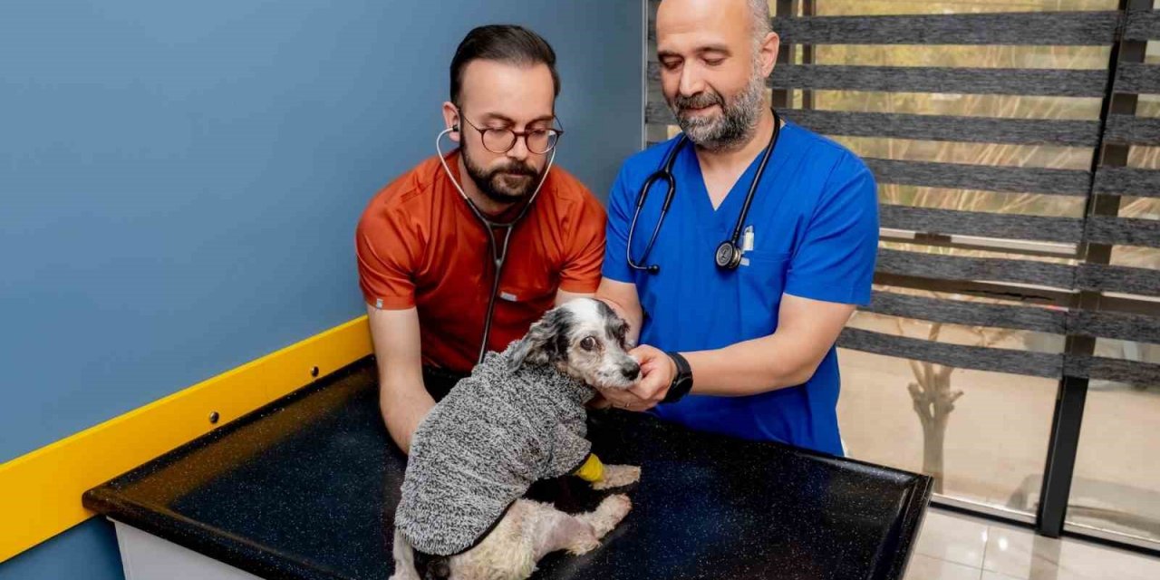 Köpek Max, ameliyatla hayata tutundu