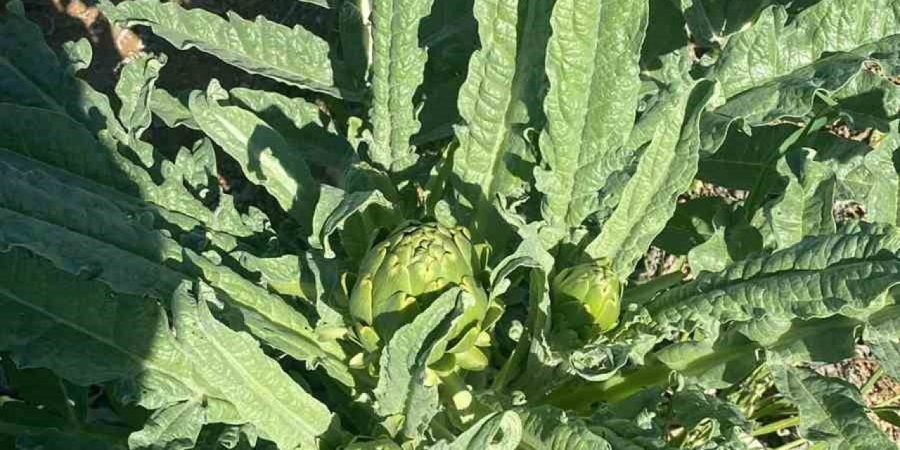 Çanak enginar üretiminin yeni alternatifi oldu