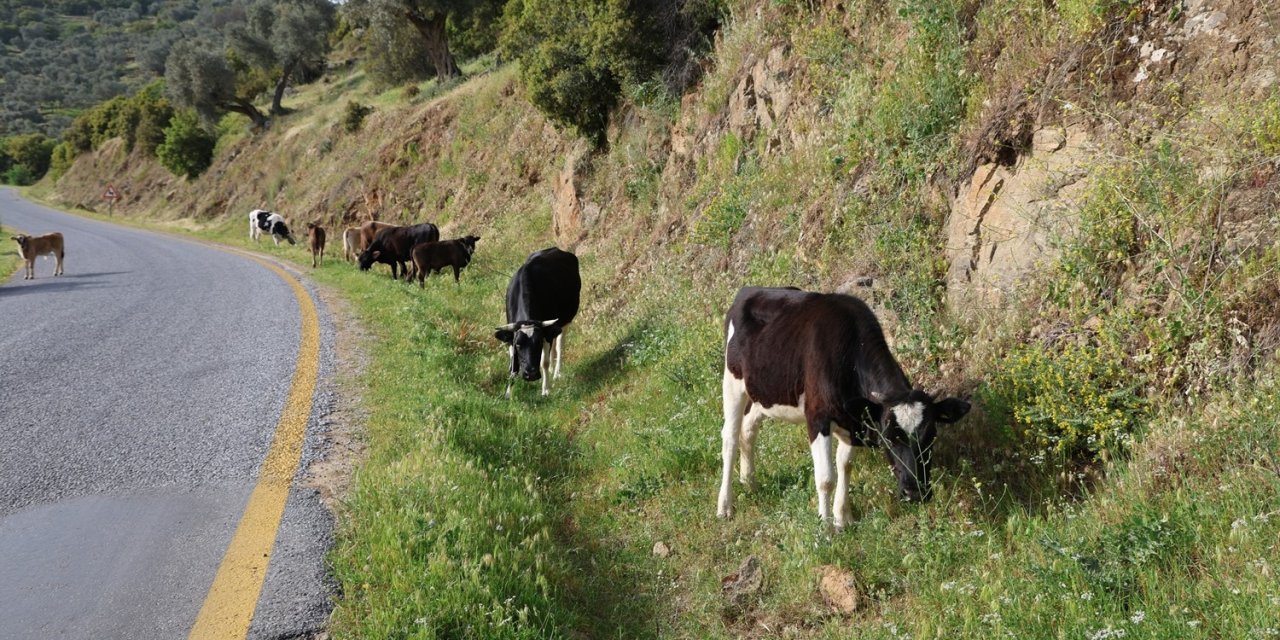 Bahar ayları ile birlikte yol kenarları meraya döndü