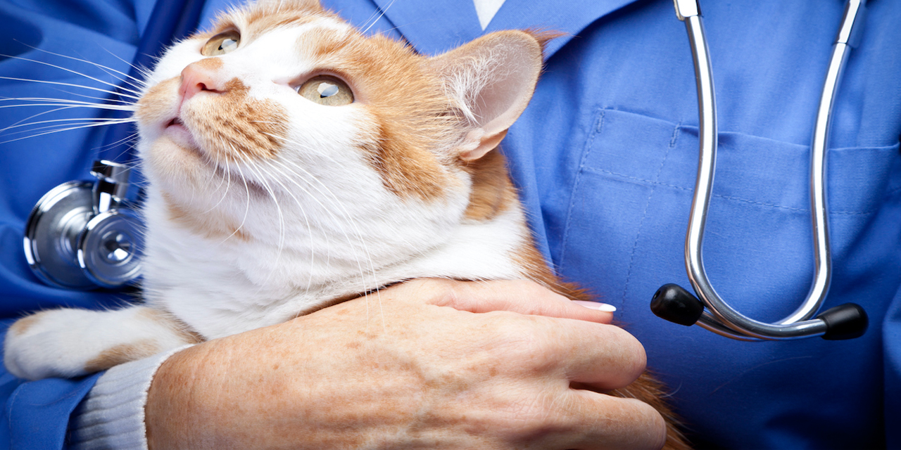 "Evcil hayvan sahibi olmak kalbe iyi geliyor"