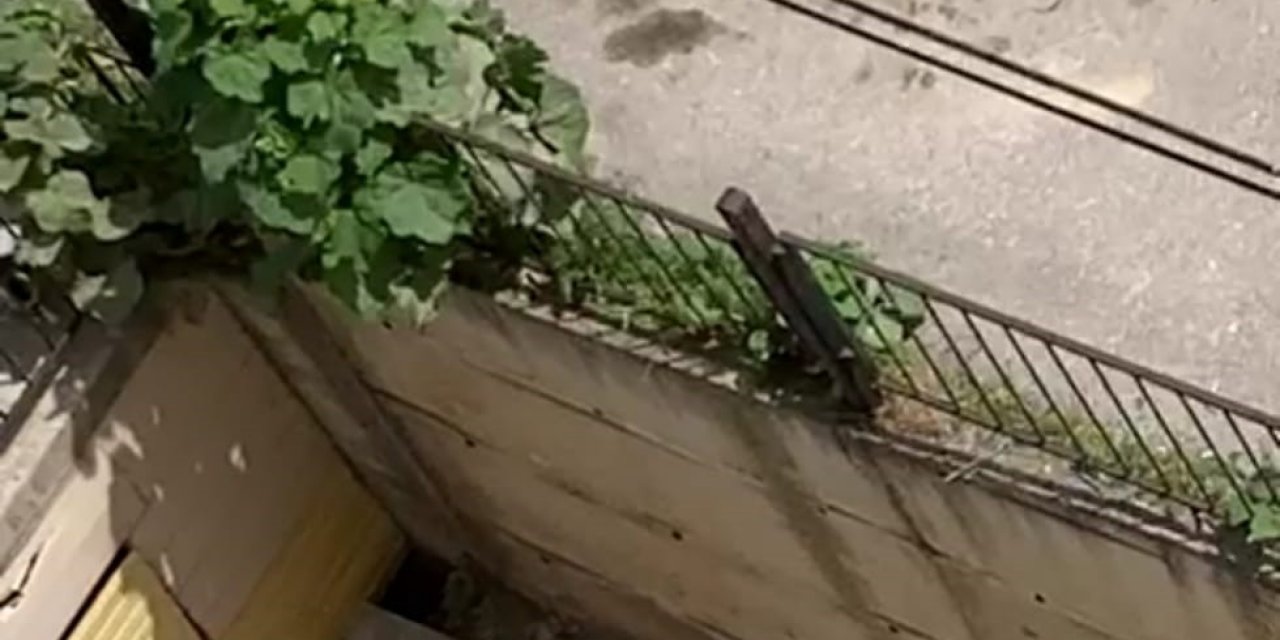 Anne kedi yardım istedi, kuyuya düşen yavrusu böyle kurtarıldı