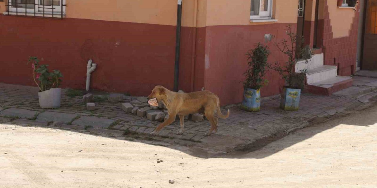 Kasabı uyutan anne köpek gözünü kırpmadan eti alıp gitti