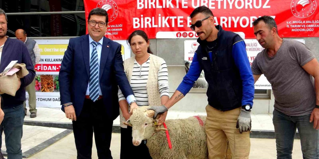 Muğla’da 75 adet koç ve 625 kilogram yerfıstığı üreticilere dağıtıldı