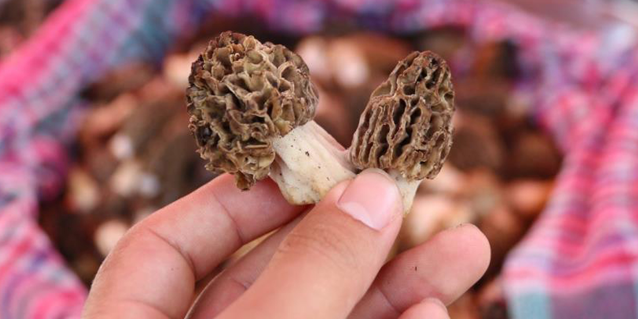 Kuzugöbeği Mantarı bin 500 TL’den satıldı