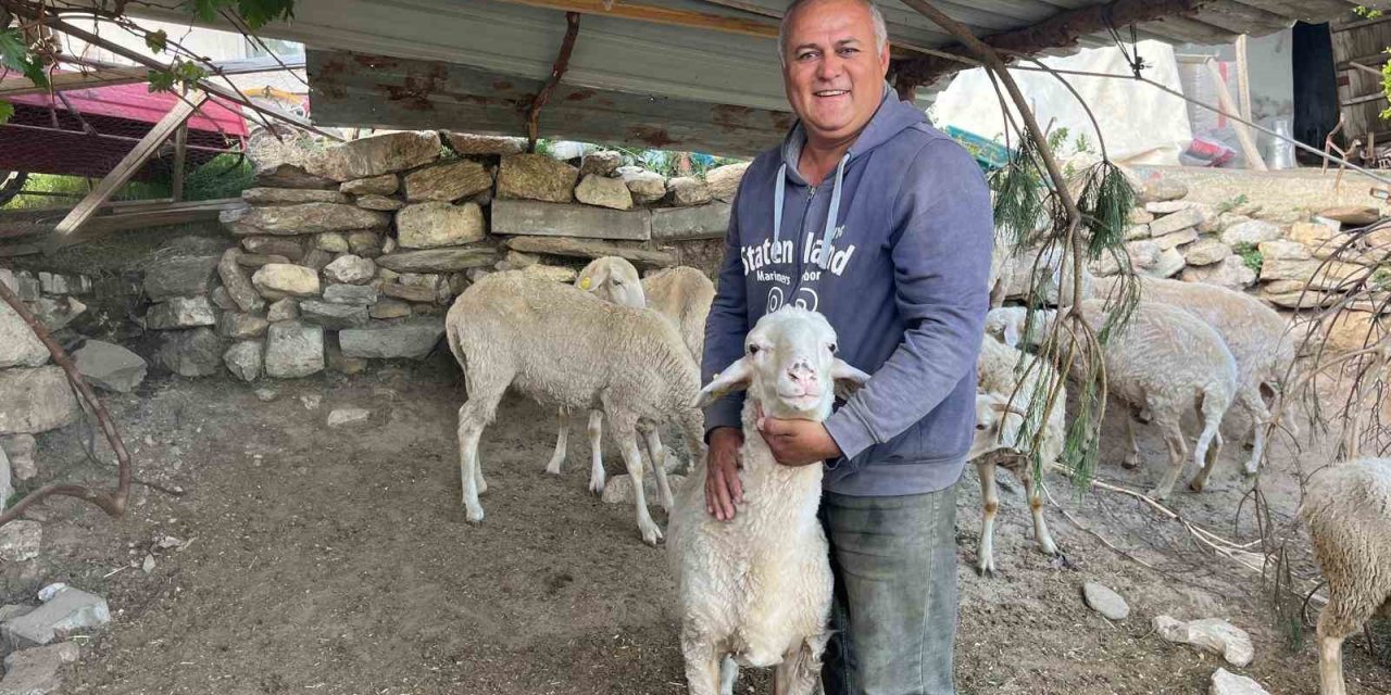 Kurbanlık telaşı erken başladı