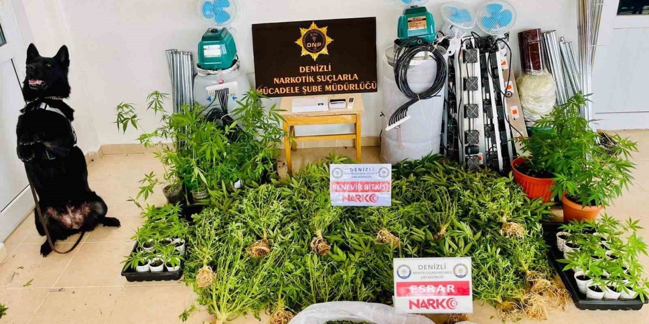 Zehir tacirinin evi uyuşturucu serası çıktı