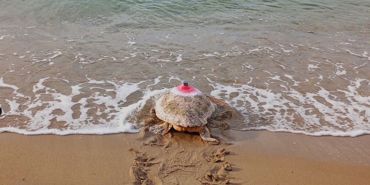 Güzel İzmir isimli caretta soluğu Mısır’da aldı