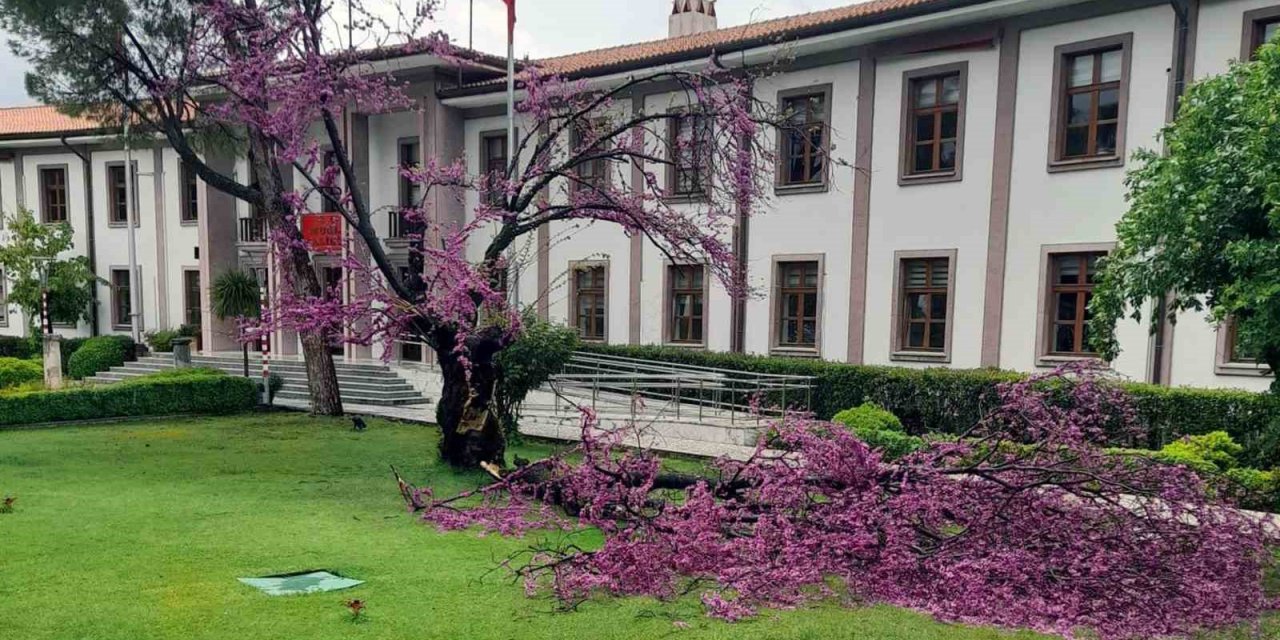 Valilik bahçesindeki Erguvan da fırtınaya yenik düştü