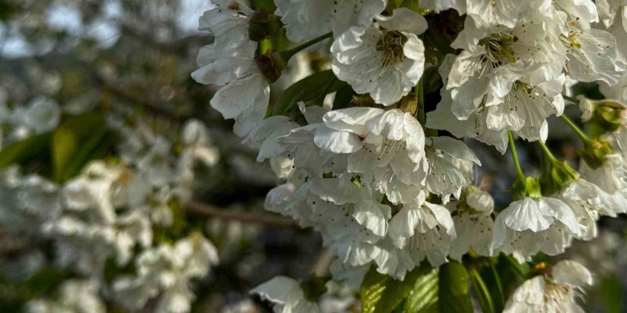 Aydın’da kiraz ağaçları beyaza büründü