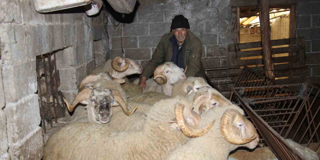 Huzuru koyunlarda buldu