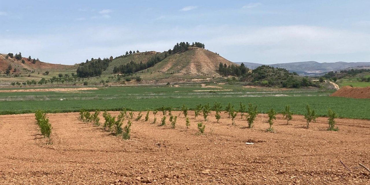PAÜ Ziraat Fakültesi ilk fidan tüpleme işlemini gerçekleştirdi
