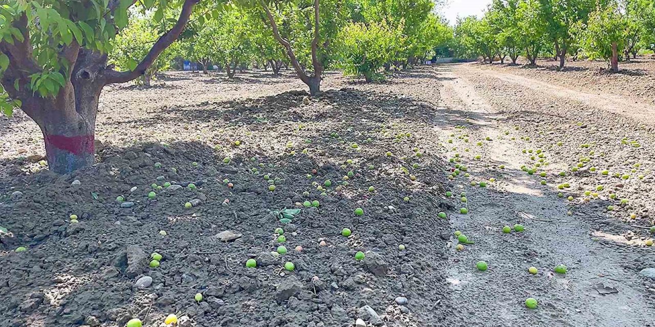 Hasada gün sayan erik üreticisini fırtına vurdu
