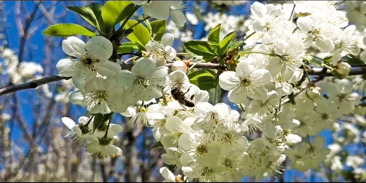 Arıcılardan çevre örgütlerine ilginç sitem: "Arı yoksa peşinden koştukları hayvanlar da olmayacak"