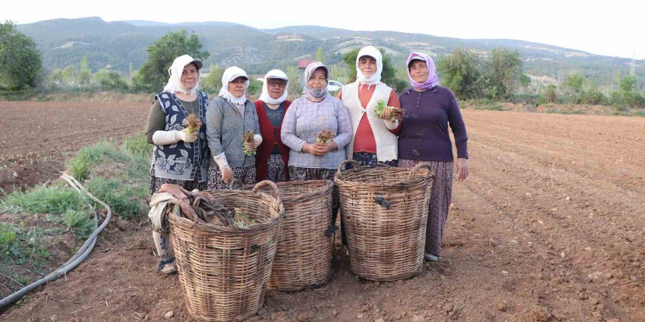 Tütün ambarı Denizli’de fideler toprakla buluştu
