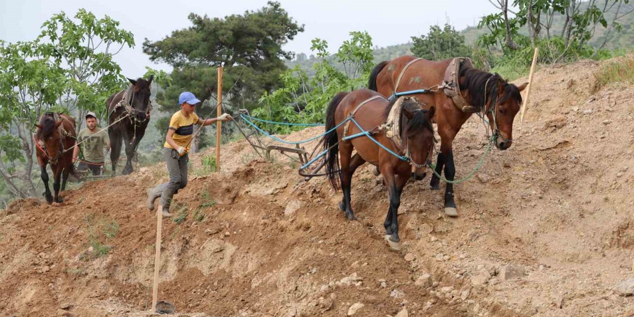 Aydın inciri için zorlu mesai başladı