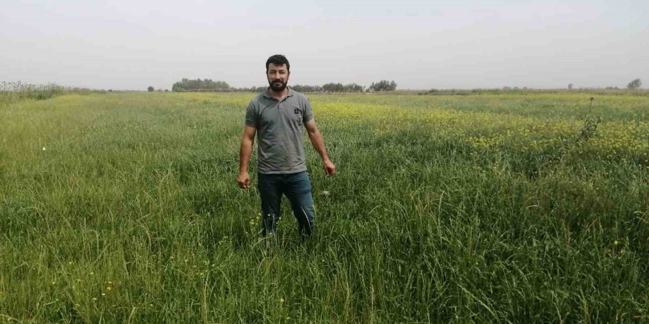 Söke’de yem bitkileri desteği kapsamında tarla kontrolleri gerçekleştirildi