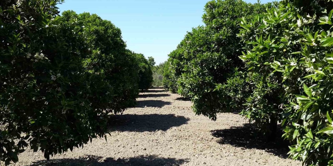 Aydın’da turunçgilde unlu bit mücadelesi başladı