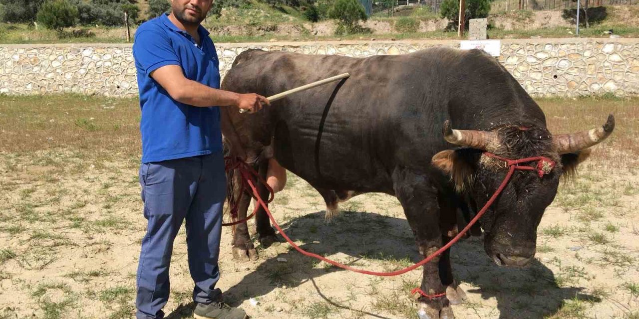 Çamköy’de boğa güreşi yapılacak