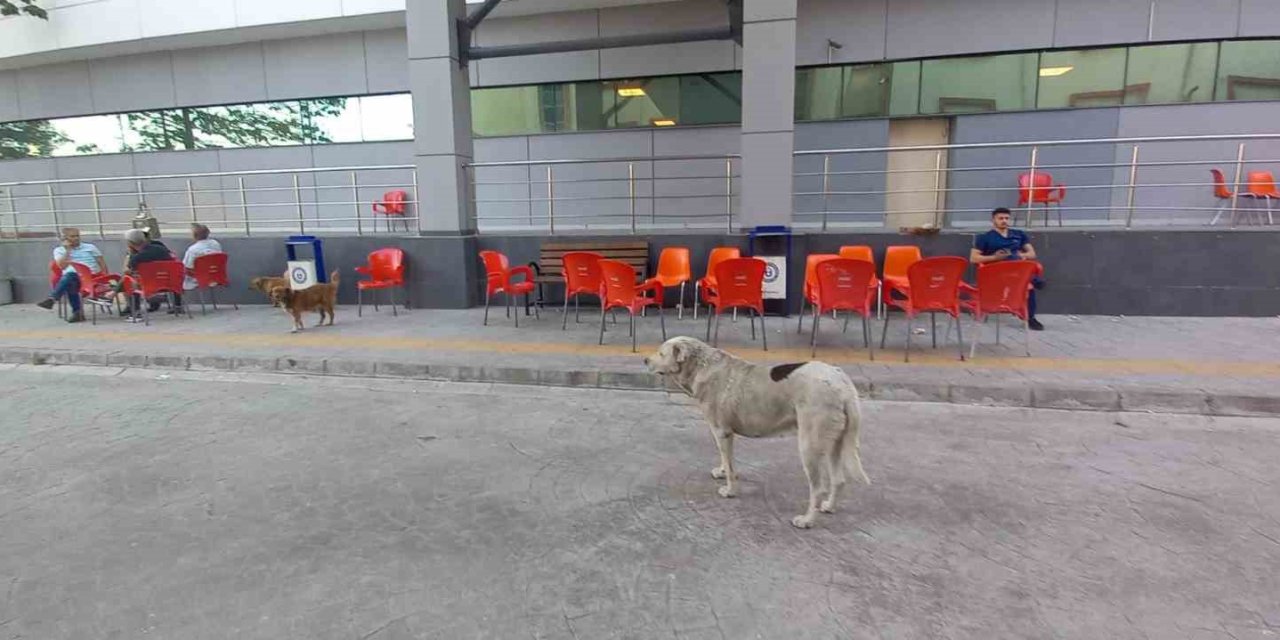 ADÜ Tıp Fakültesi Hastanesi çevresinde başıboş köpekler sorun olmaya başladı