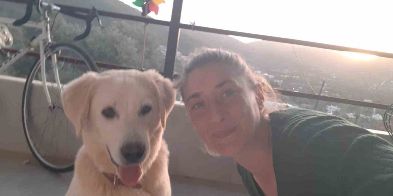 Bodrum’da kedi ve köpek katliamı