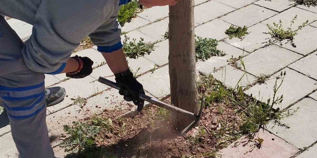 Çameli Belediyesi kaldırım ve ağaçları bakıma aldı