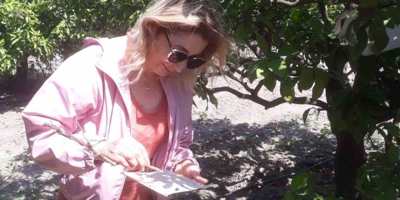 Akdeniz meyve sineği tuzak kontrolleri yapıldı